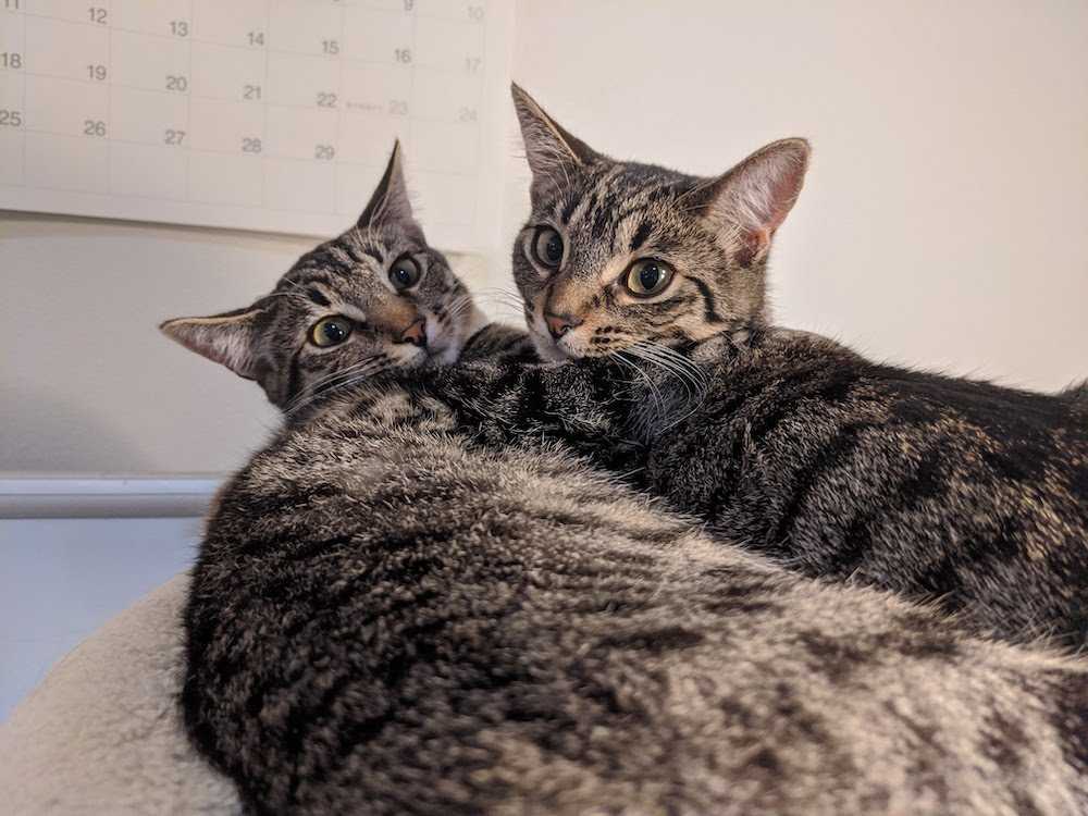 Toasty and Mittens, two cats lounging together